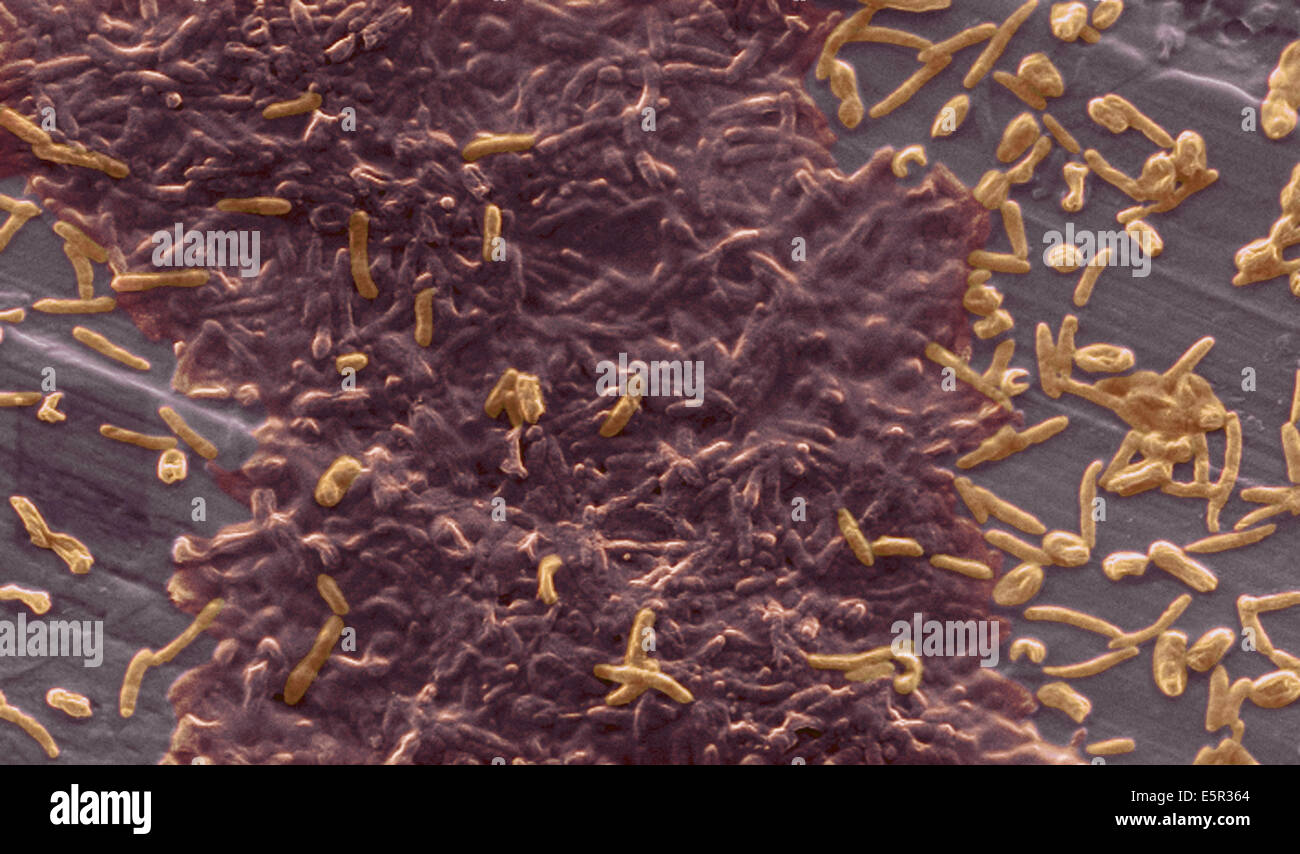 Mejora del color análisis micrografía de electrones (SEM) de un laboratorio-crecido agua potable biofilm bacterias acuáticas eran cultivados como Foto de stock