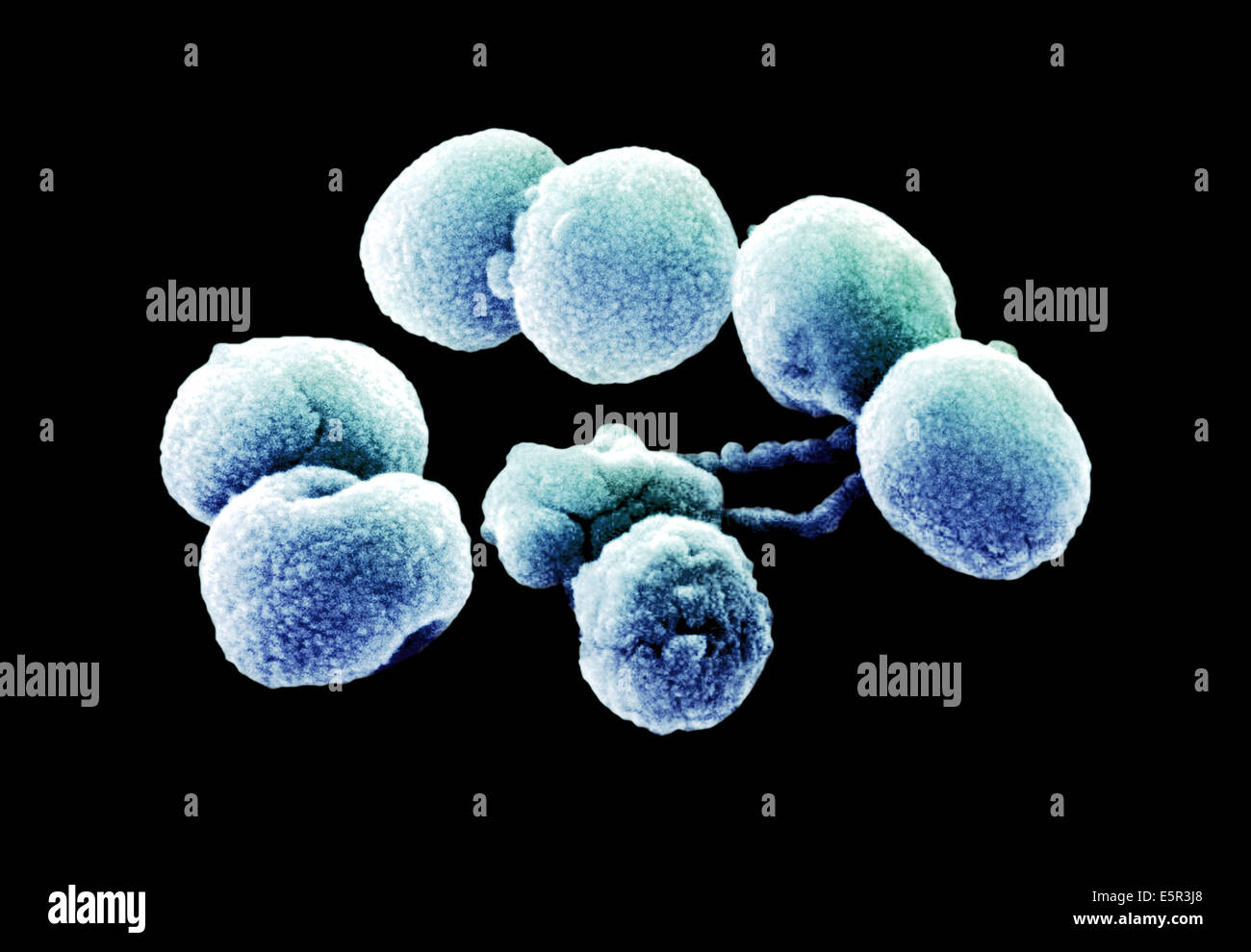 Streptococcus Pneumoniae Fotografías E Imágenes De Alta Resolución Alamy