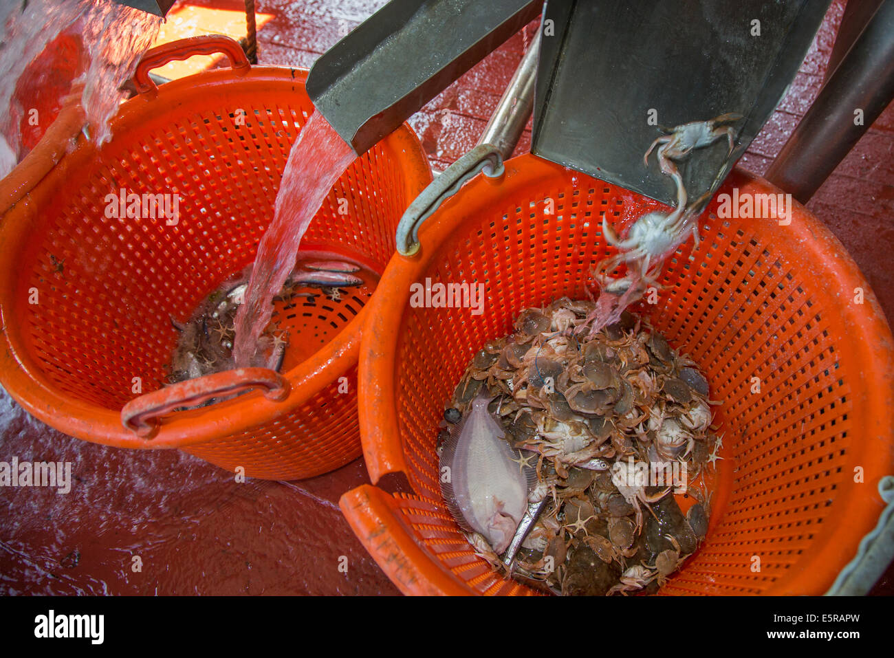 Incidentalmente como pequeños peces y cangrejos ordenados en cestas plásticas de camarones barco pesca de camarones en el Mar del Norte Foto de stock
