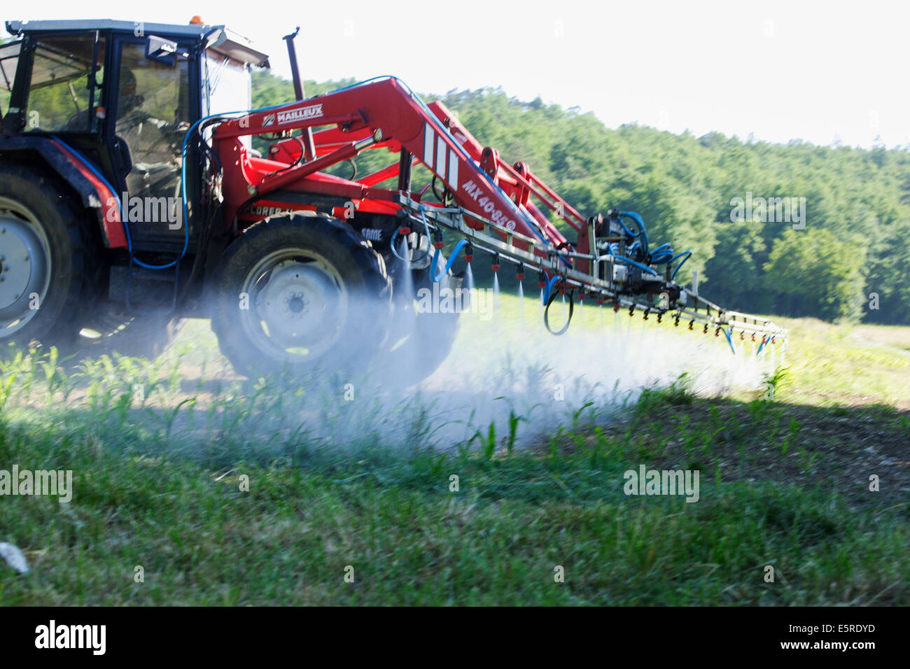 Agricultor pulverizar productos químicos en los campos de maíz, este agricultor utiliza prácticas agrícolas sostenibles en el uso razonable cantidad de entradas Foto de stock