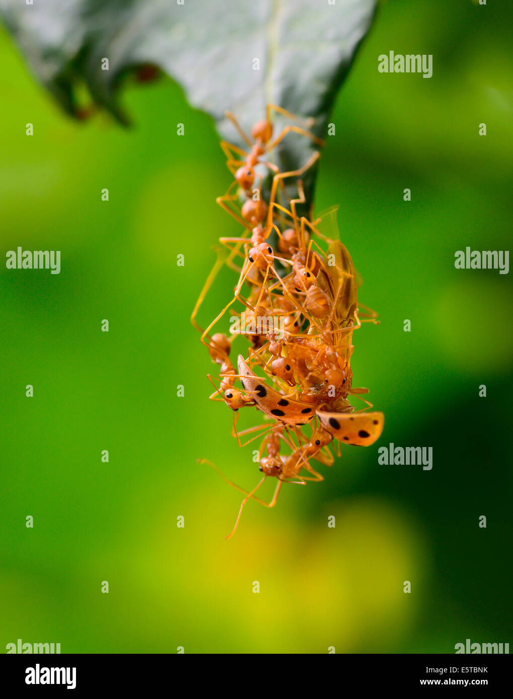Macro de ejército de hormigas rojas se están volcando ladybug para alimentos en el borde de la hoja ; el enfoque selectivo en ala de ladybug con blur backg verde Foto de stock