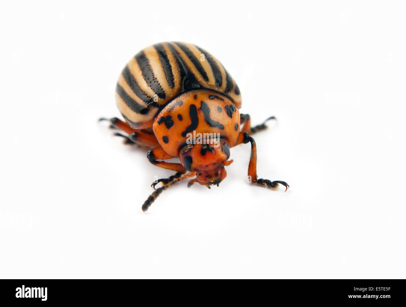 El escarabajo de macro - Leptinotarsa decemlineata, Foto de stock