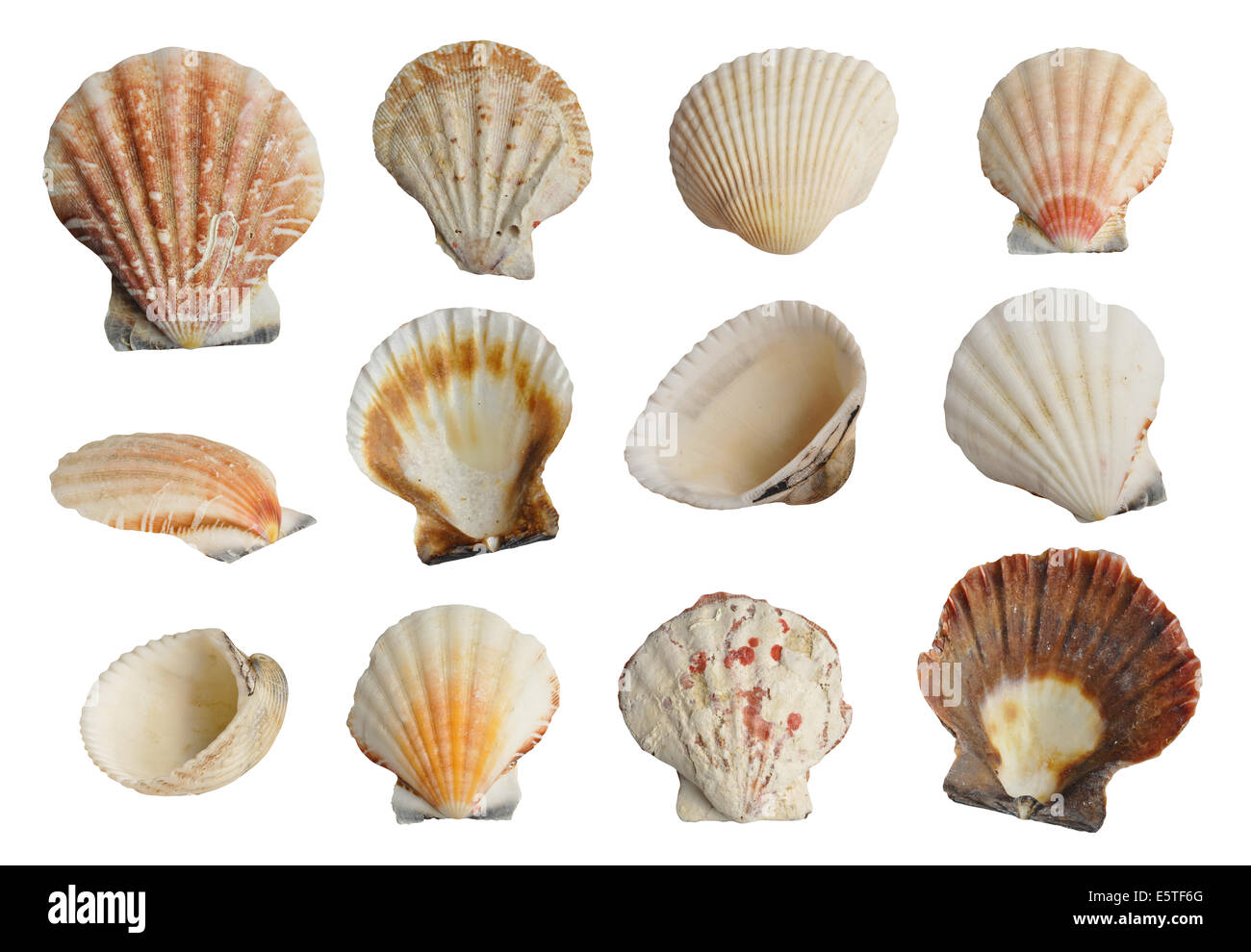 Colección de conchas de mar aislado sobre fondo blanco. Foto de stock