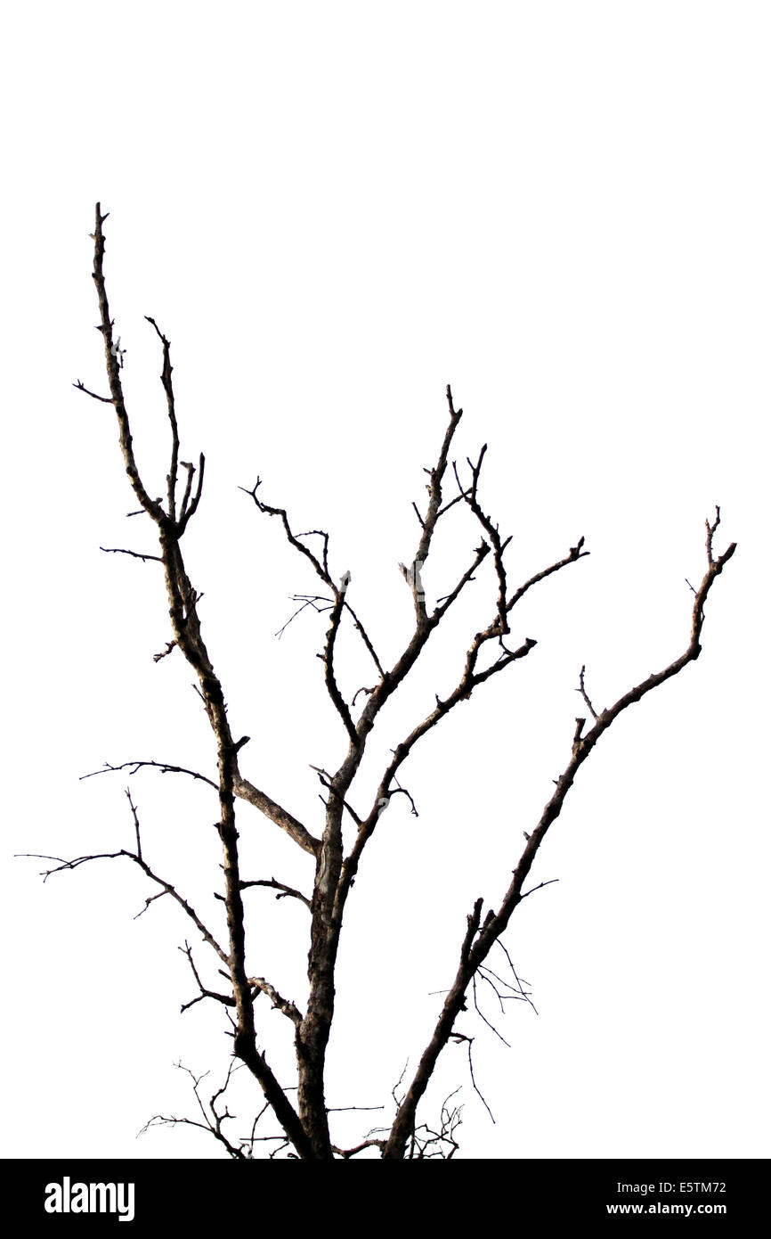 El árbol muerto aislado sobre fondo blanco. Foto de stock
