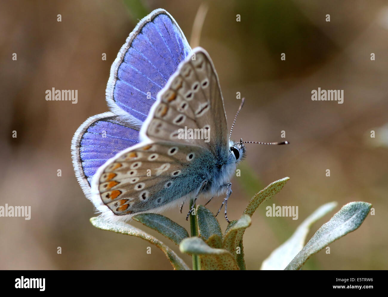Macho azul común (mariposa Polyommatus icarus) con alas parcialmente abierta Foto de stock