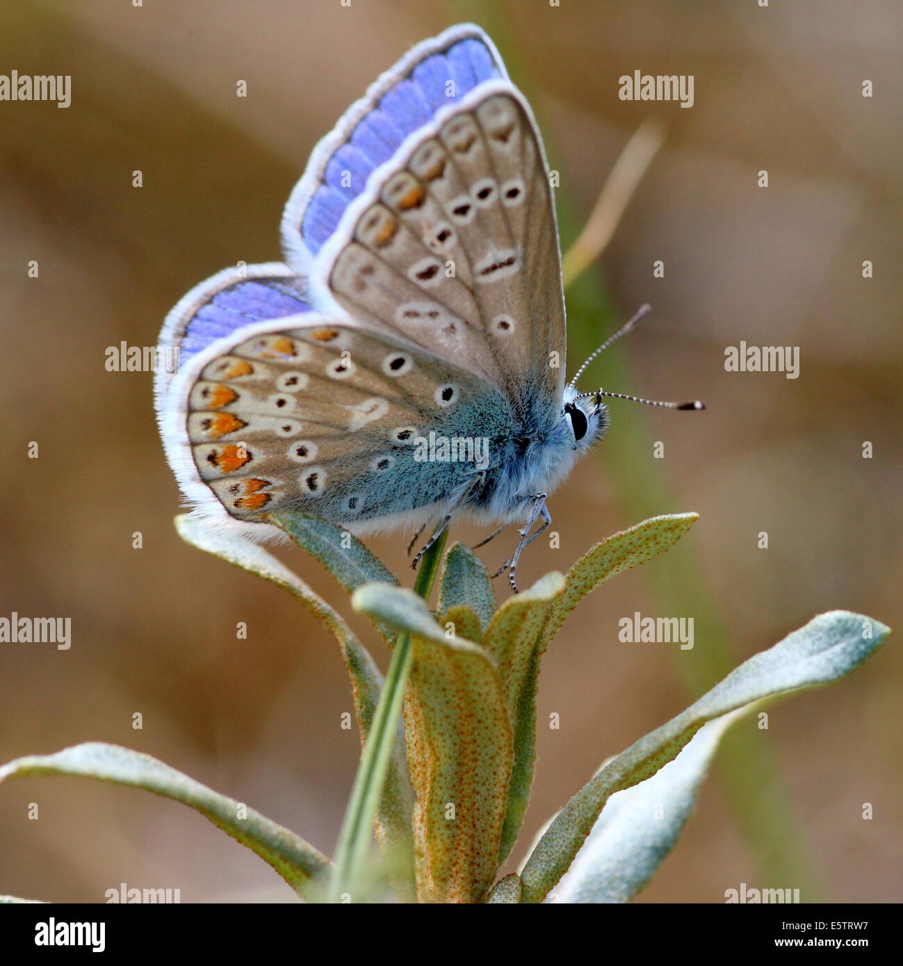 Macho azul común (mariposa Polyommatus icarus) con alas parcialmente abierta Foto de stock
