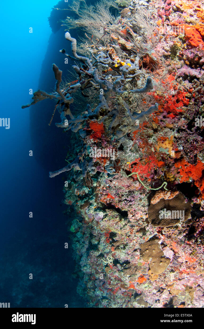 Los arrecifes de coral en el atolón Dhaalu con afloramientos spong y coloridas algas Foto de stock