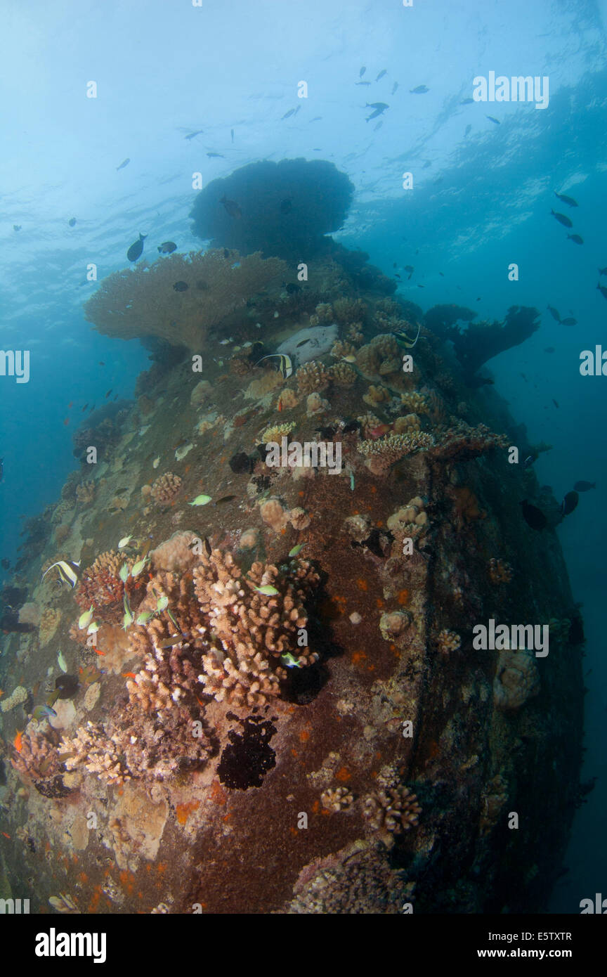 Naufragio vertical en South Male Atoll, Maldivas con gran tabla corales sobre capa superior Foto de stock