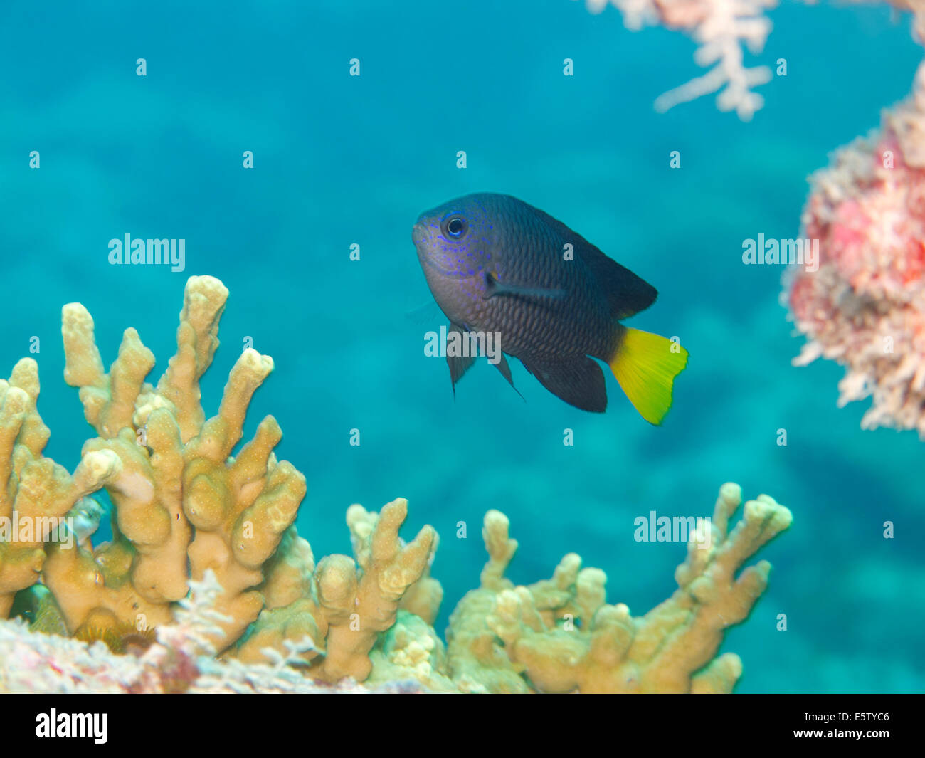 Philippine Dameselfish solitarias flotando sobre una colonia de coral. Foto de stock