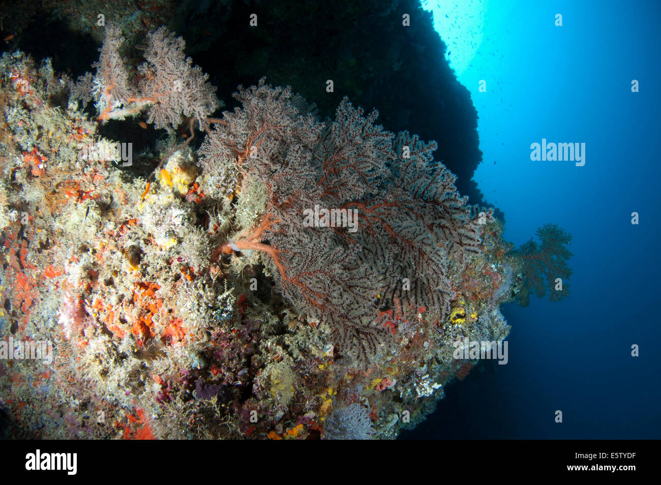 Colouful Suaves corales incrustantes un arrecife de coral en el Atolón Dhaalu Foto de stock