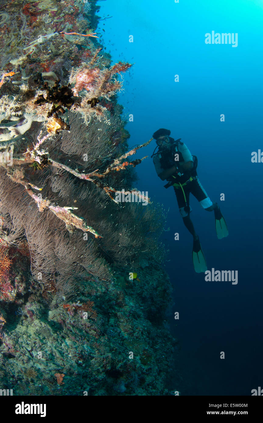 Un buceador flotando junto a una empinada arrecifes de coral en Maldivas Foto de stock