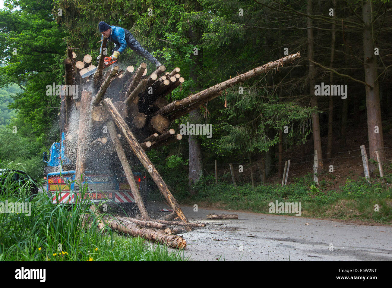 Forester corte demasiado largos registros con motosierra después de cargar troncos de árboles talados en camión de registro en el bosque Foto de stock