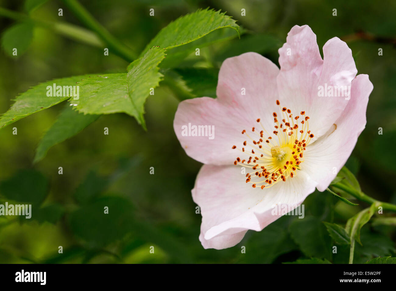 Sweet Briar / Sweet brier / eglantine (Rosa rubiginosa / Rosa eglanteria) en flor Foto de stock