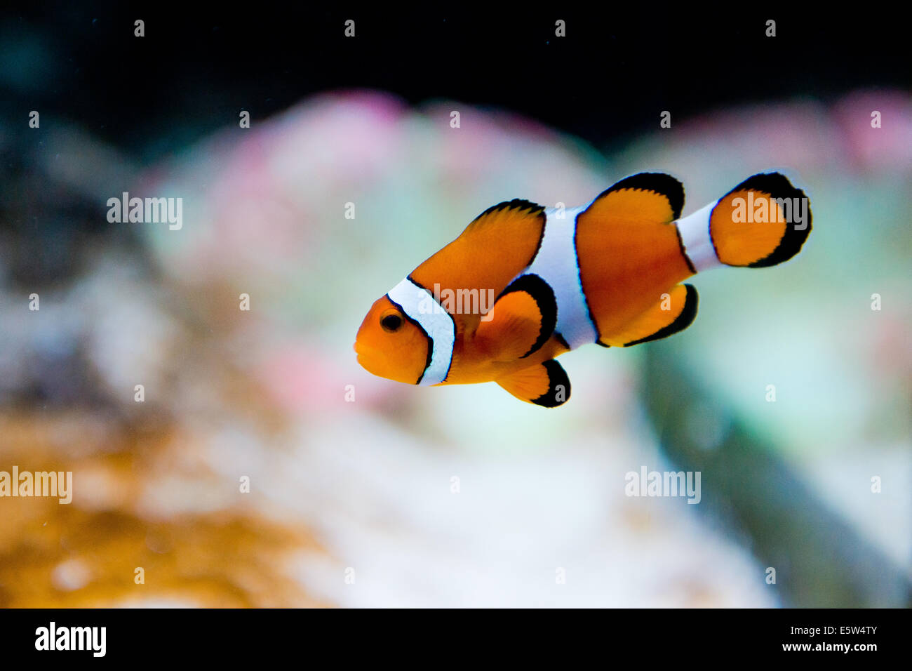 Peces de acuario de agua salada - Amphiprion ocellaris - pez payaso - Nemo Foto de stock
