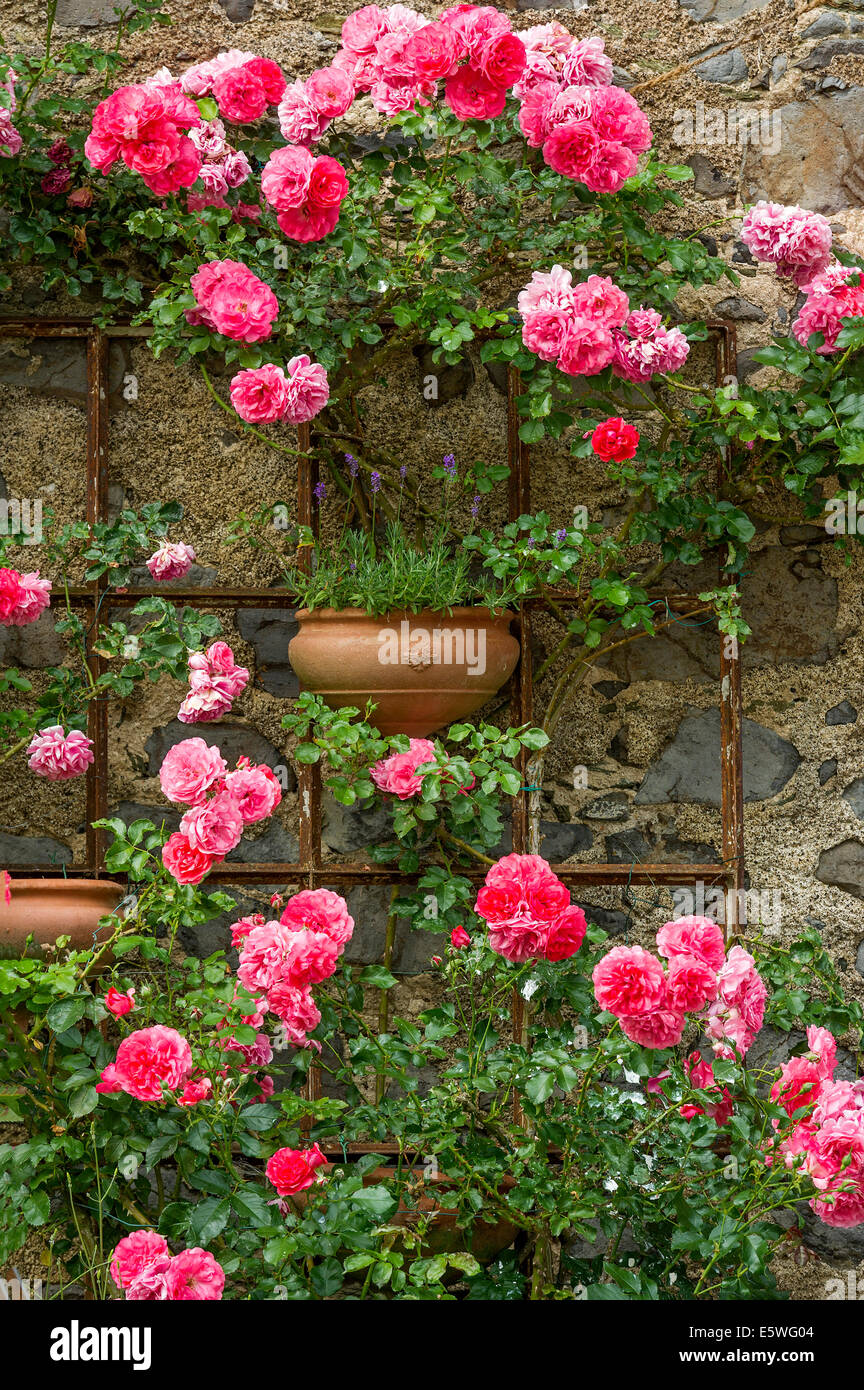 Rambler rosas y lavanda, centro histórico, Braunfels, Hesse, Alemania Foto de stock