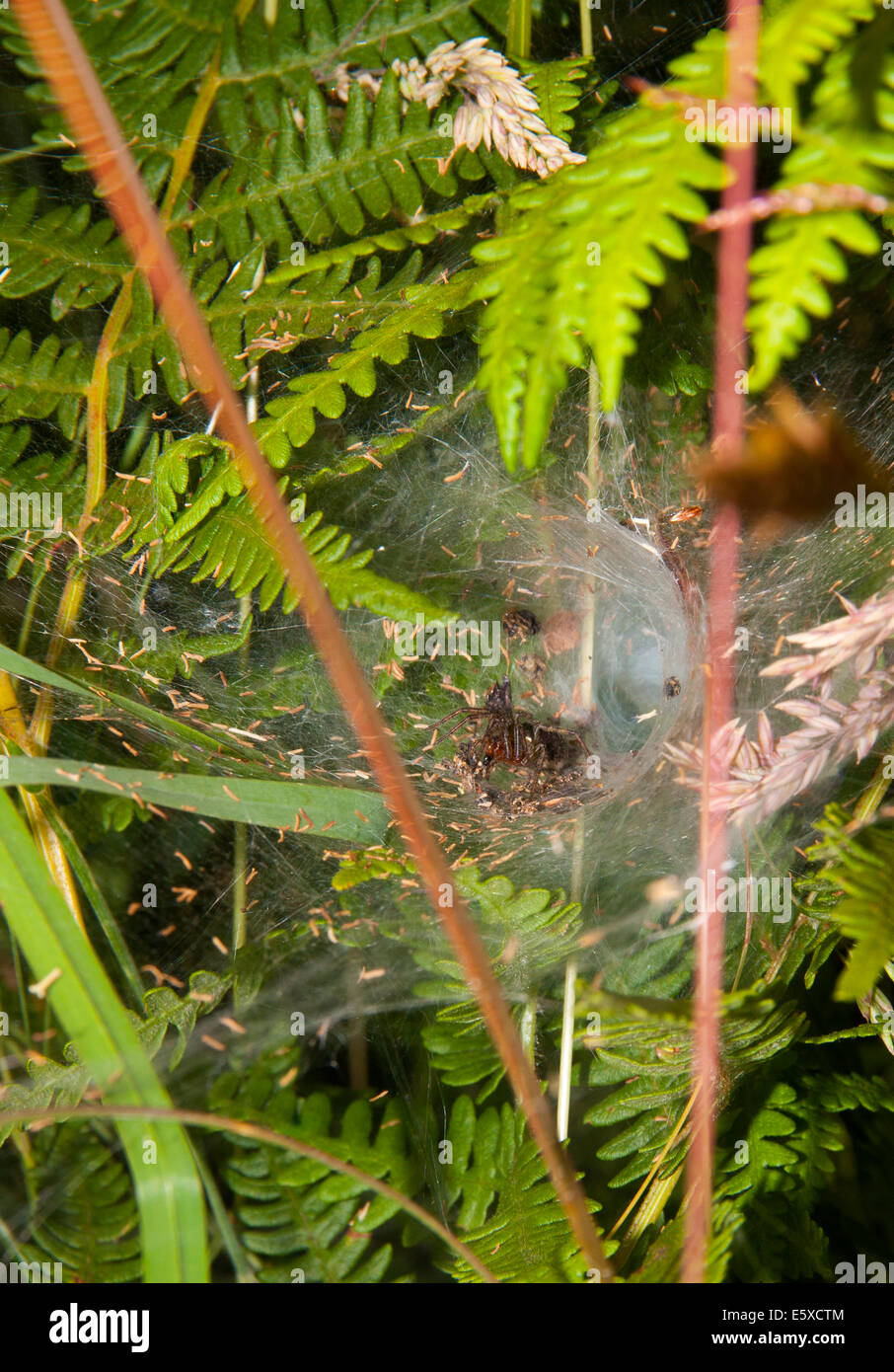 Araña Tegenaria gigantea en su web Foto de stock