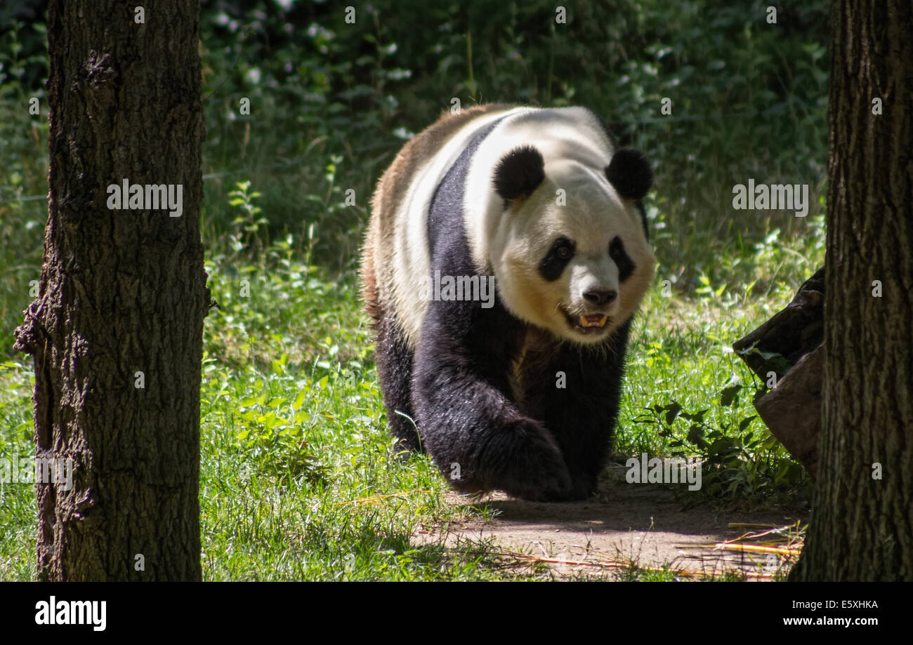 Oso Panda en un bosque Foto de stock