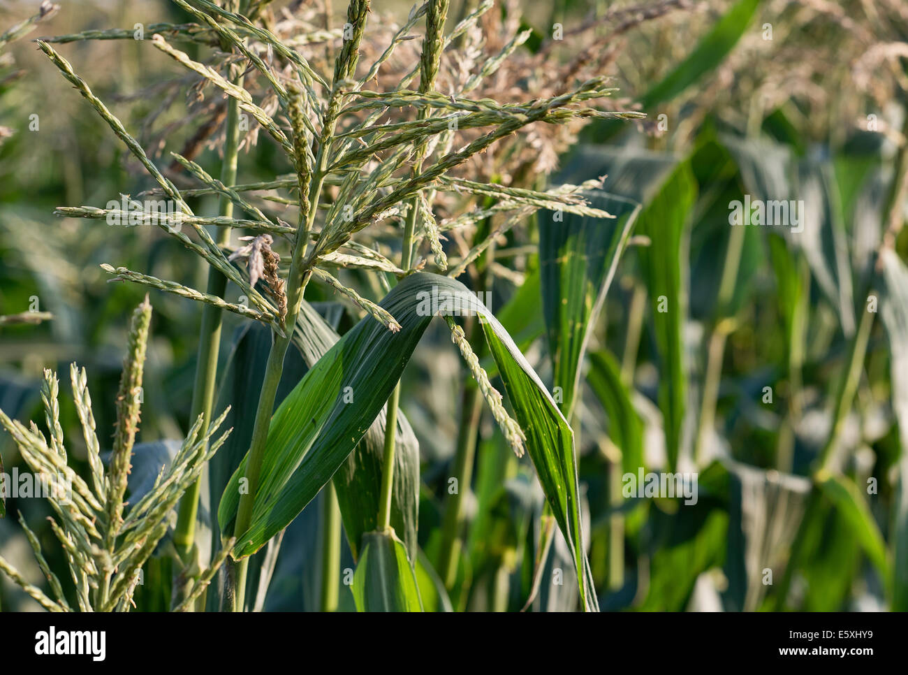 Cosecha de maíz joven, Nueva Jersey, EE.UU. Foto de stock