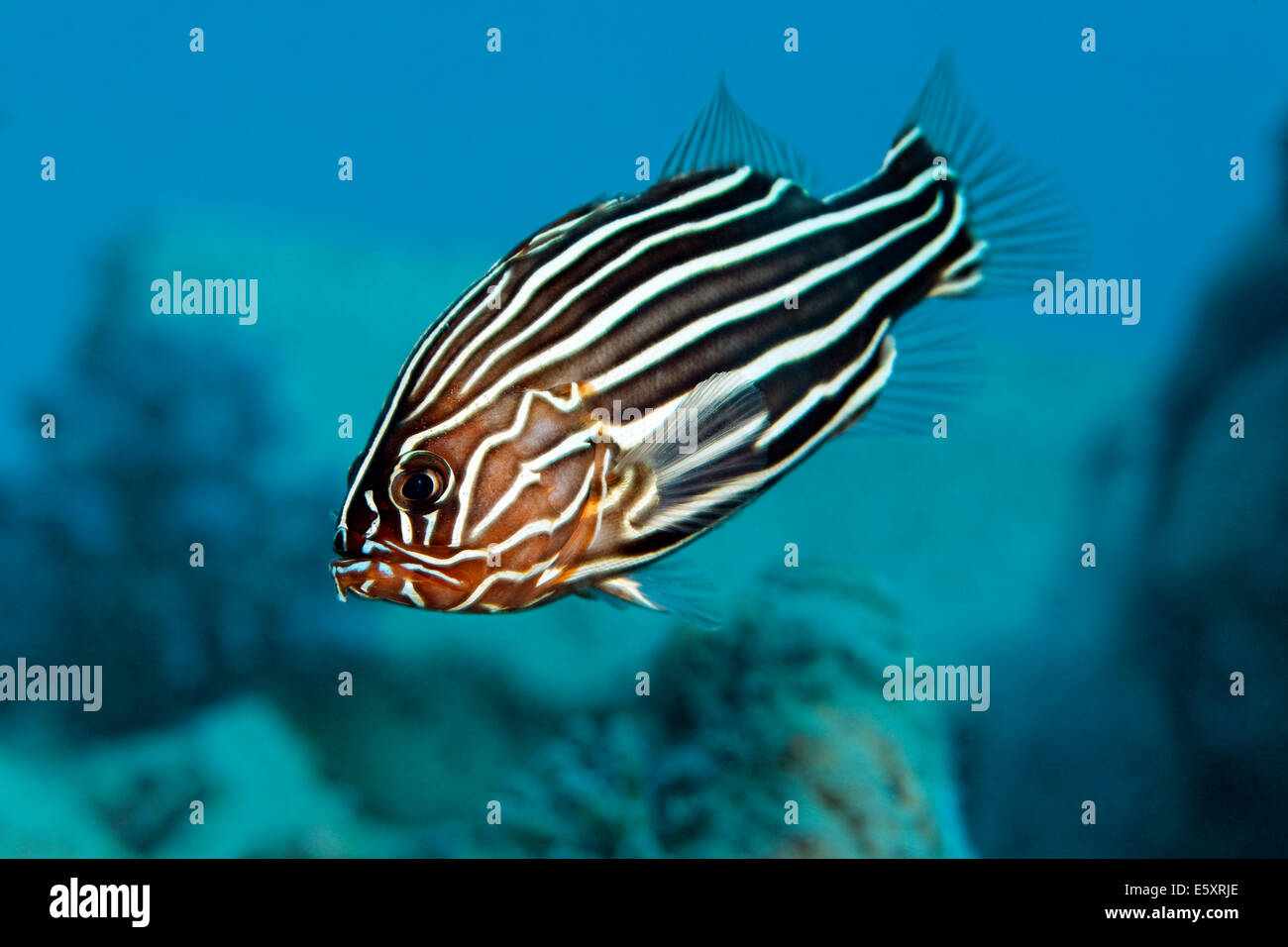 Seis-rayado Soapfish o Solden Agrupador de rayas, también Goldenstriped Soapfish (Grammistes sexlineatus), Makadi Bay, Mar Rojo. Foto de stock