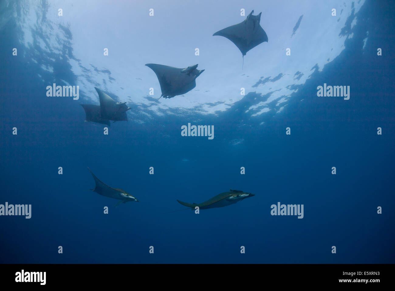 Devil Rays Sicklefin o caja de rayos (Mobula tarapacana), cerca de Santa Maria, Azores, Océano Atlántico, Portugal Foto de stock