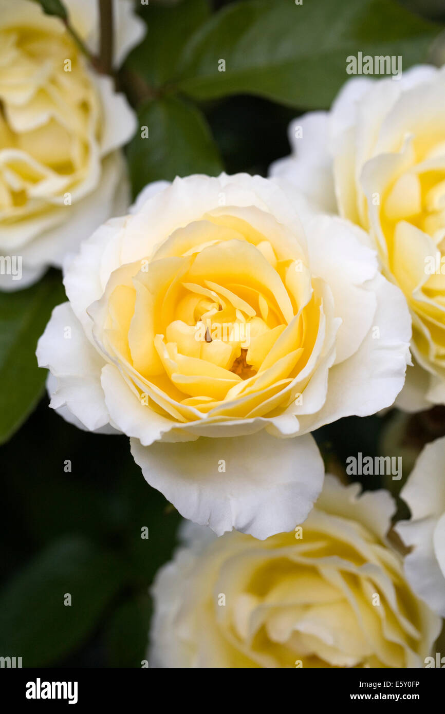 Rosa esperanza fotografías e imágenes de alta resolución - Alamy