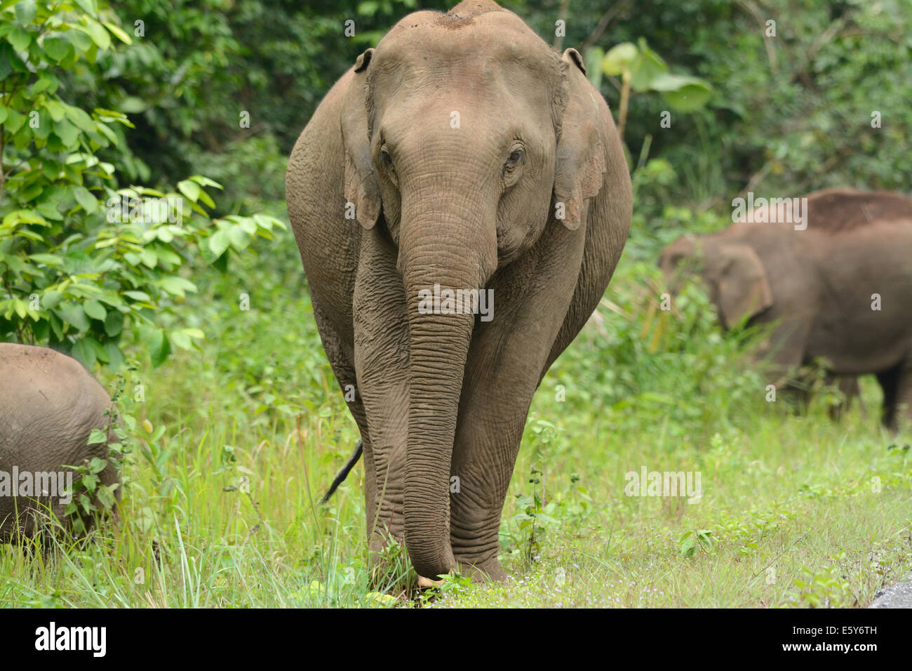 Hermosa familia del elefante asiático (Elephas maximus) en el parque nacional Khao-Yai,Tailandia Foto de stock