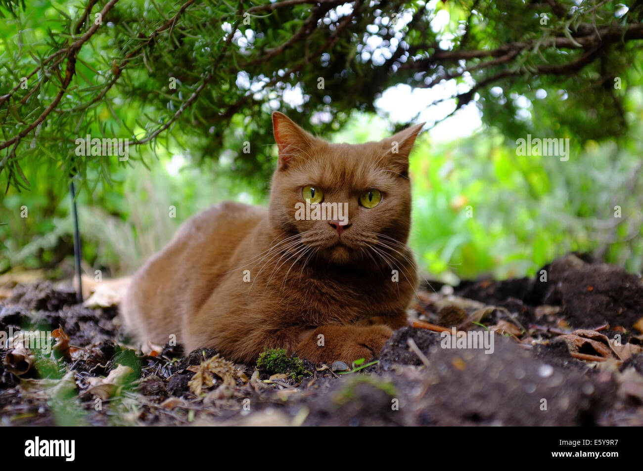 Gato en arbusto fotografías e imágenes de alta resolución - Alamy
