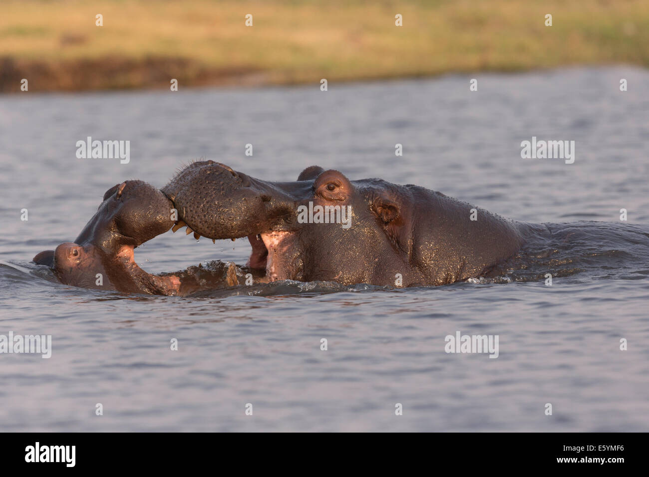 Hippo's interaction - Botswana Chobe river - fotografiado desde pequeño barco Foto de stock