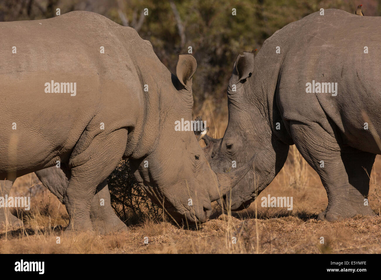 Par de rinoceronte fotografiado , Parque Nacional Kruger Mpumalanga, Sudáfrica Foto de stock