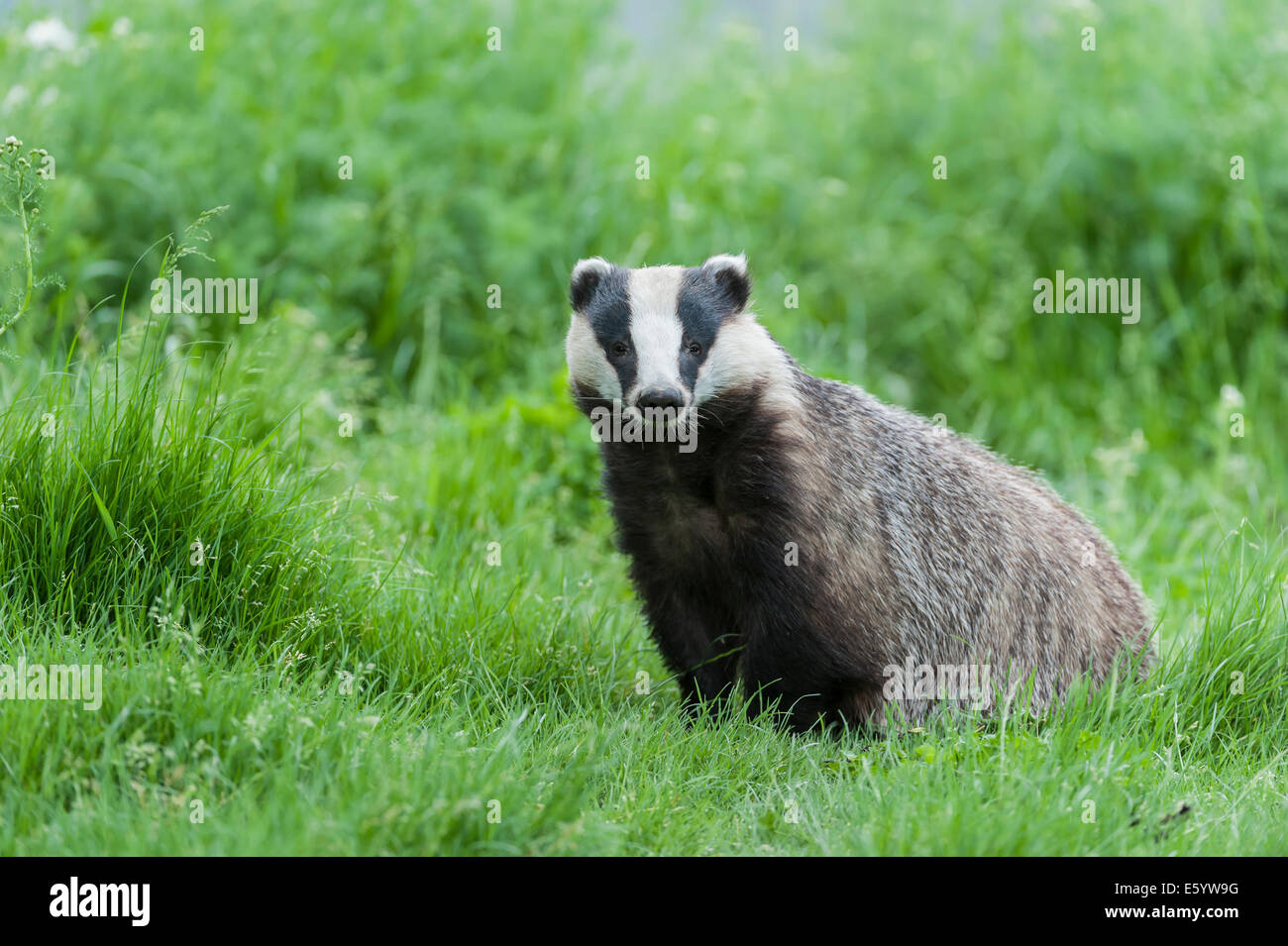Badger jugando y posando en el césped Foto de stock