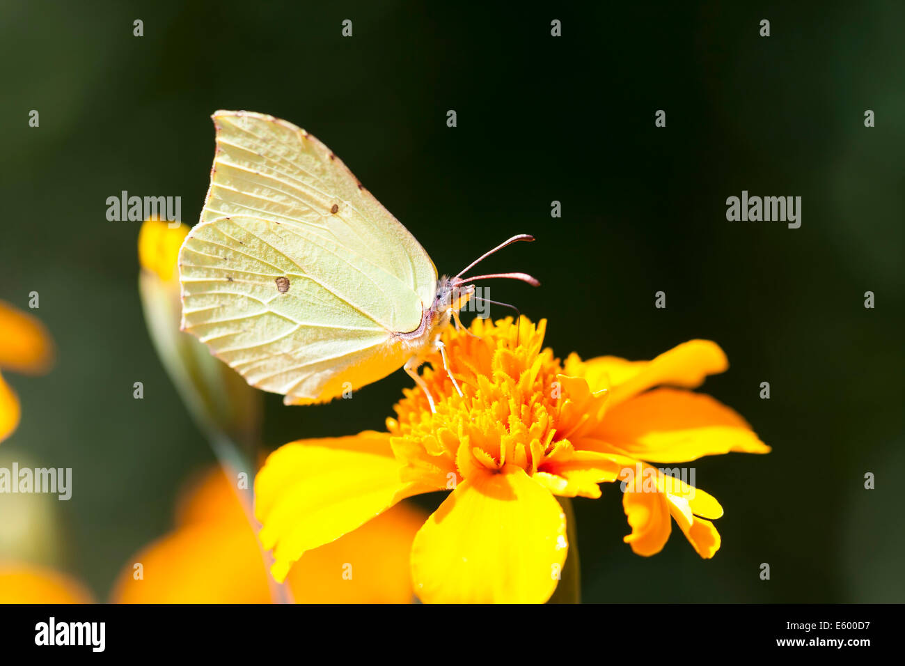 Mariposa con las alas de color verde claro siéntate en una flor amarilla flor Foto de stock