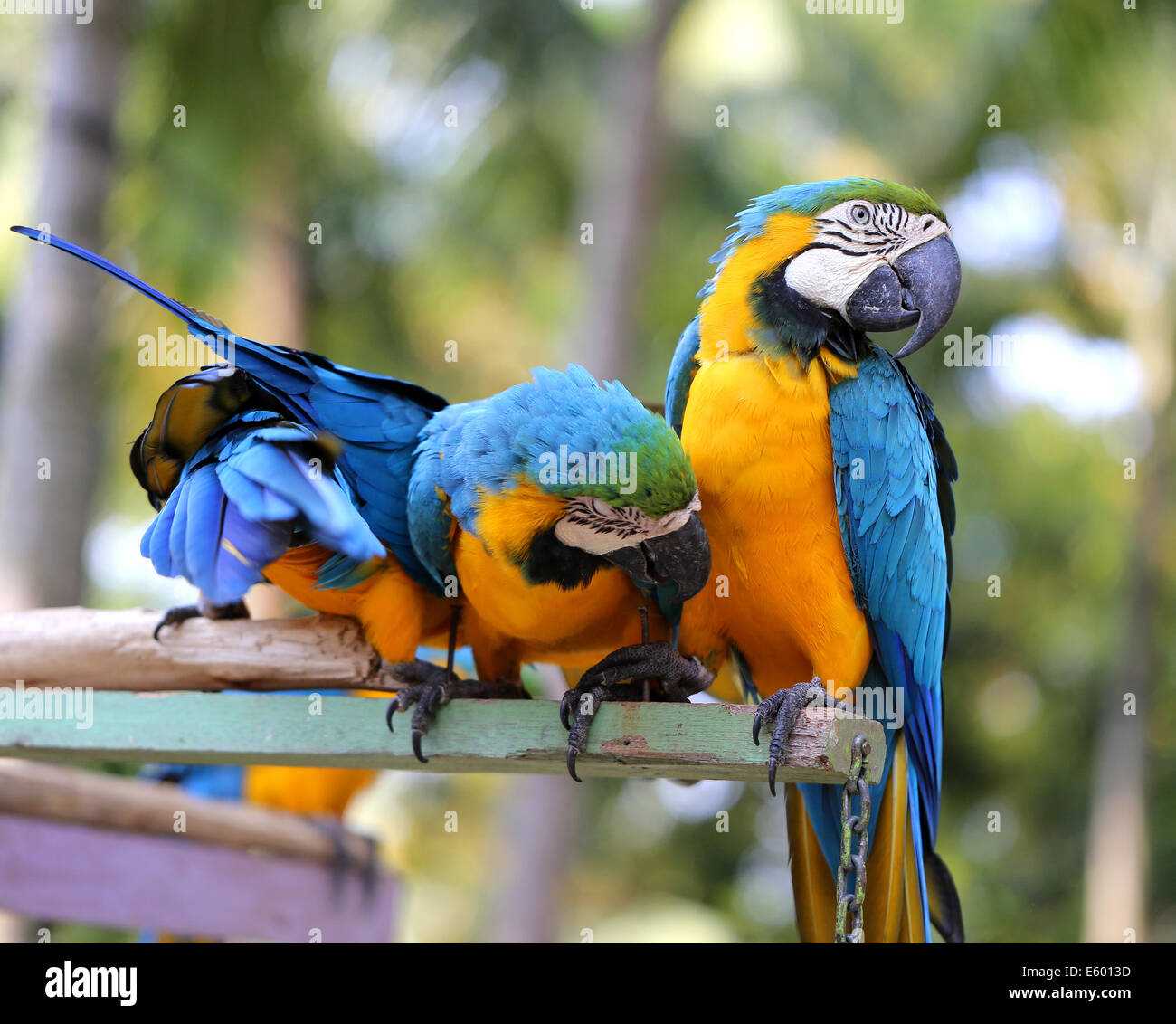 Hermoso colorido loros guacamayos en una rama grande Foto de stock