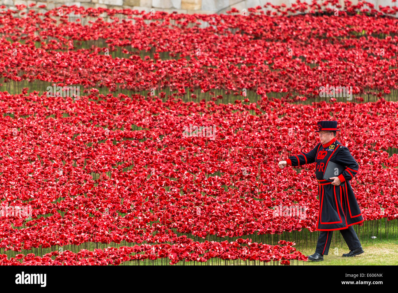 Un Beefeater, camina a través de un campo de amapolas de cerámica en la Torre de Londres en memoria de la Primera Guerra Mundial. Foto de stock