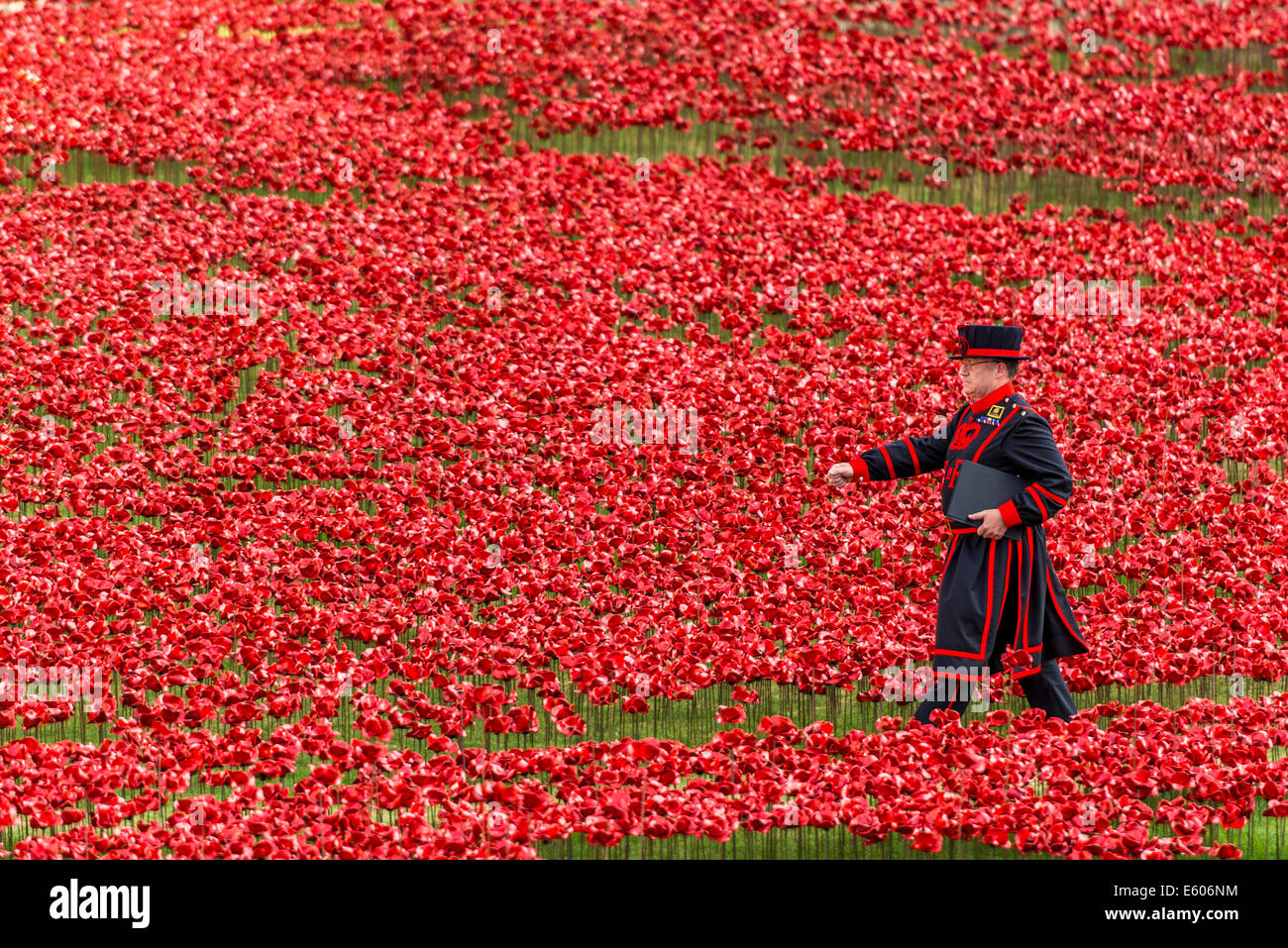 Un Beefeater, camina a través de un campo de amapolas de cerámica en la Torre de Londres en memoria de la Primera Guerra Mundial. Foto de stock