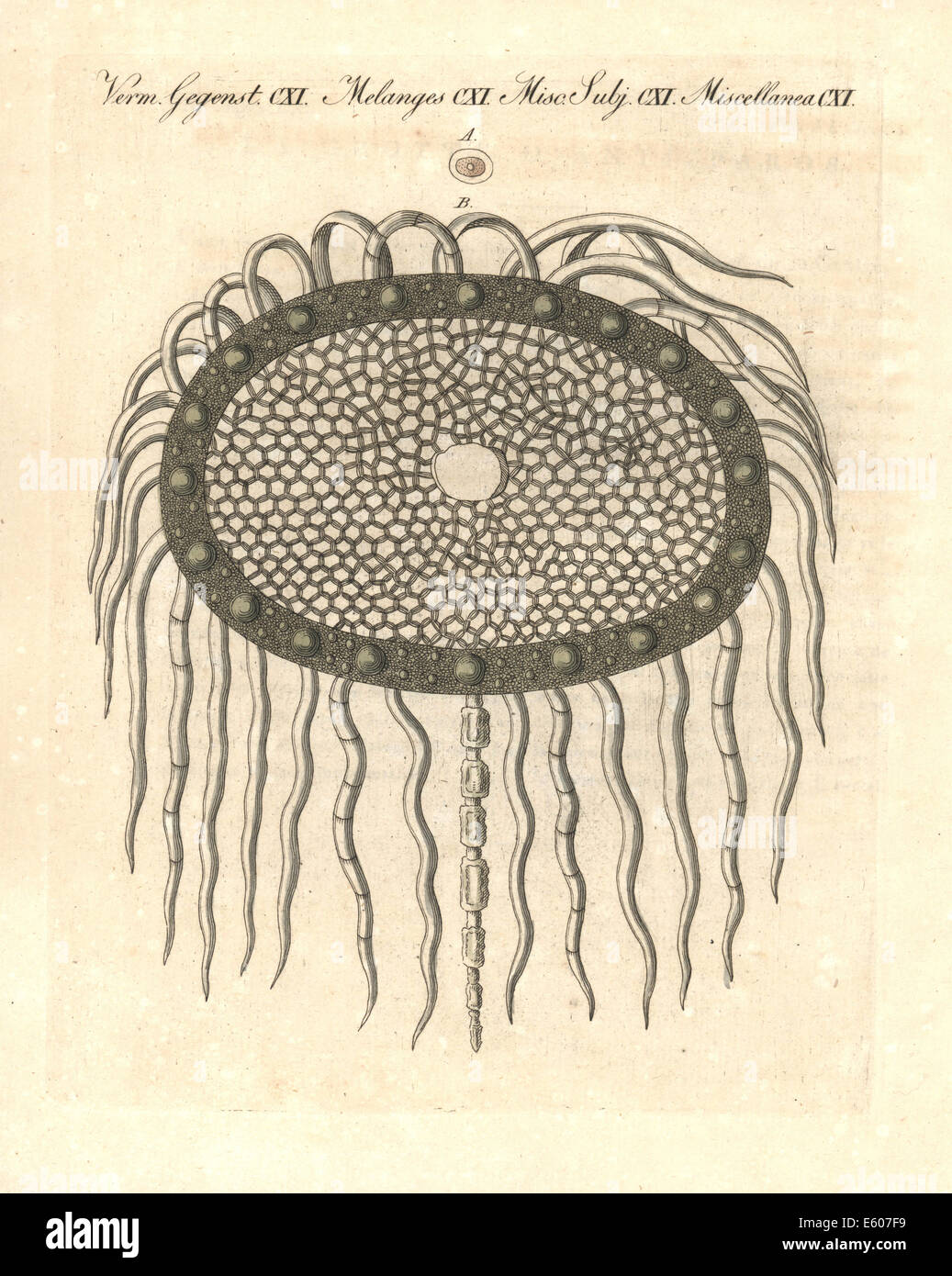 Thistle pulpa amplía las células bajo un microscopio, siglo XVIII. Foto de stock