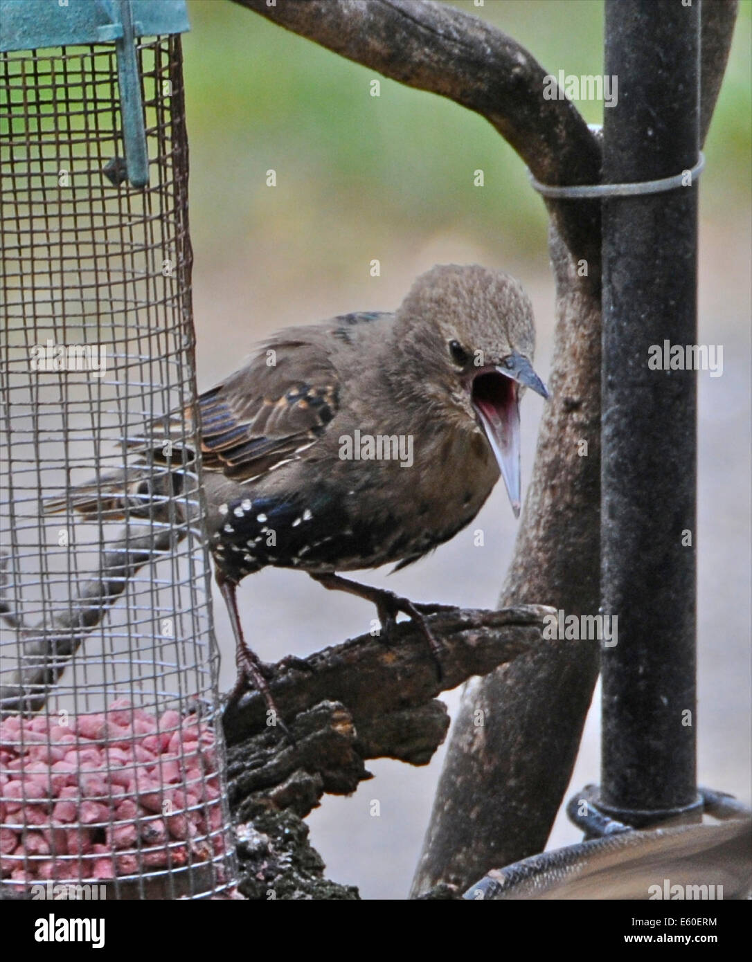 Los menores estornino (Sturnus vulgaris vulgaris) muestra un comportamiento agresivo en un alimentador de mesa de aves Foto de stock