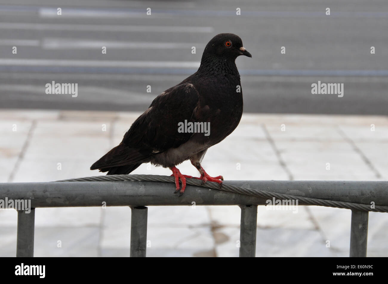 Pigeon pájaro negro animal en medio urbano. Foto de stock