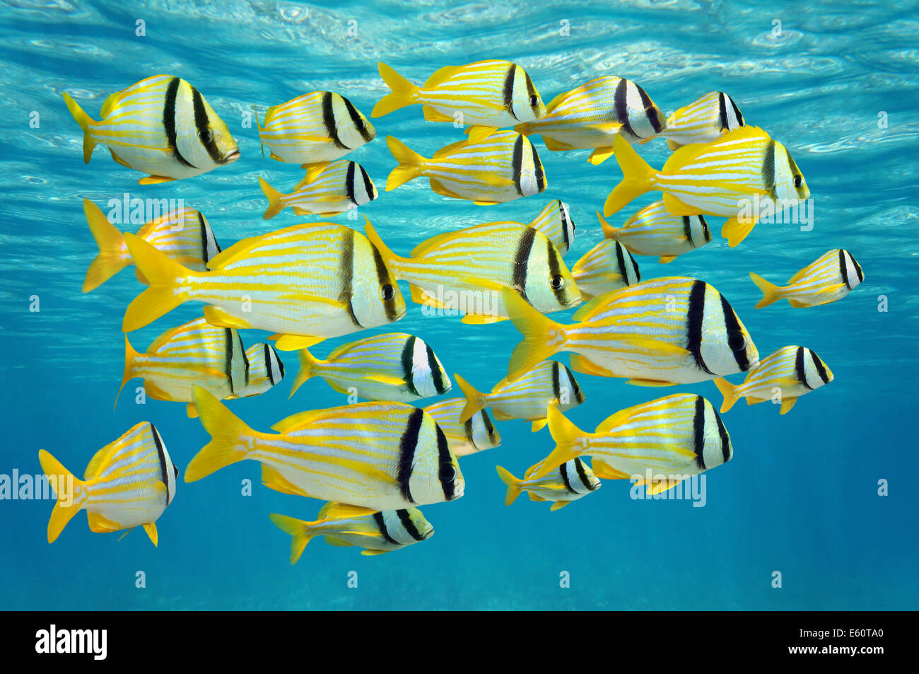Escuela de peces tropicales, porkfish Anisotremus virginicus cerca de la superficie del agua, mar Caribe Foto de stock