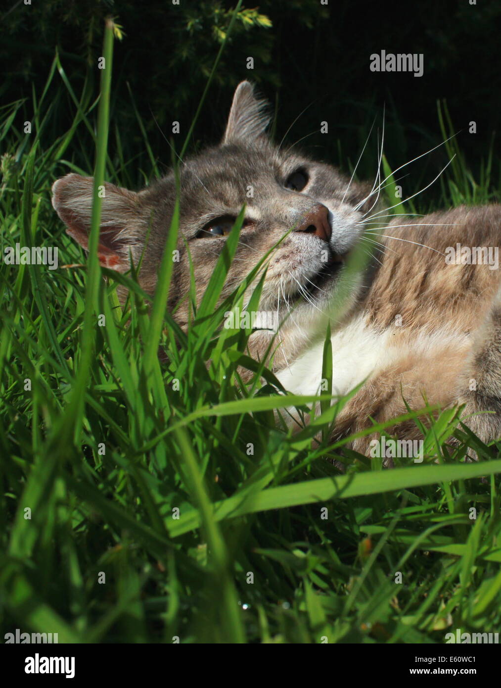 Gato atigrado jugando con ratón de juguete Foto de stock