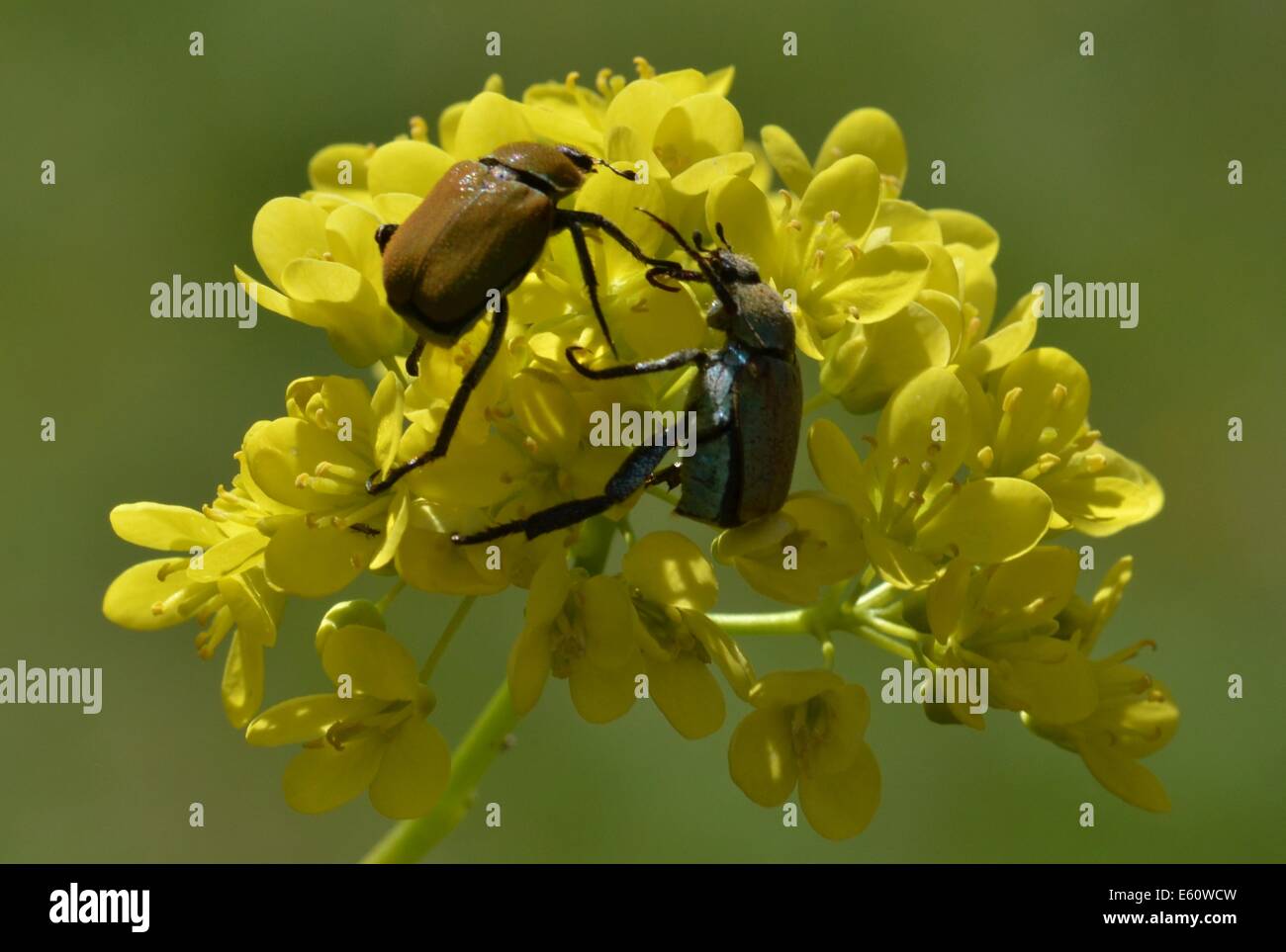 Hoplia argentea es una especie de escarabajo scarabaeid pertenecientes a la subfamilia Melolonthinae. Foto de stock