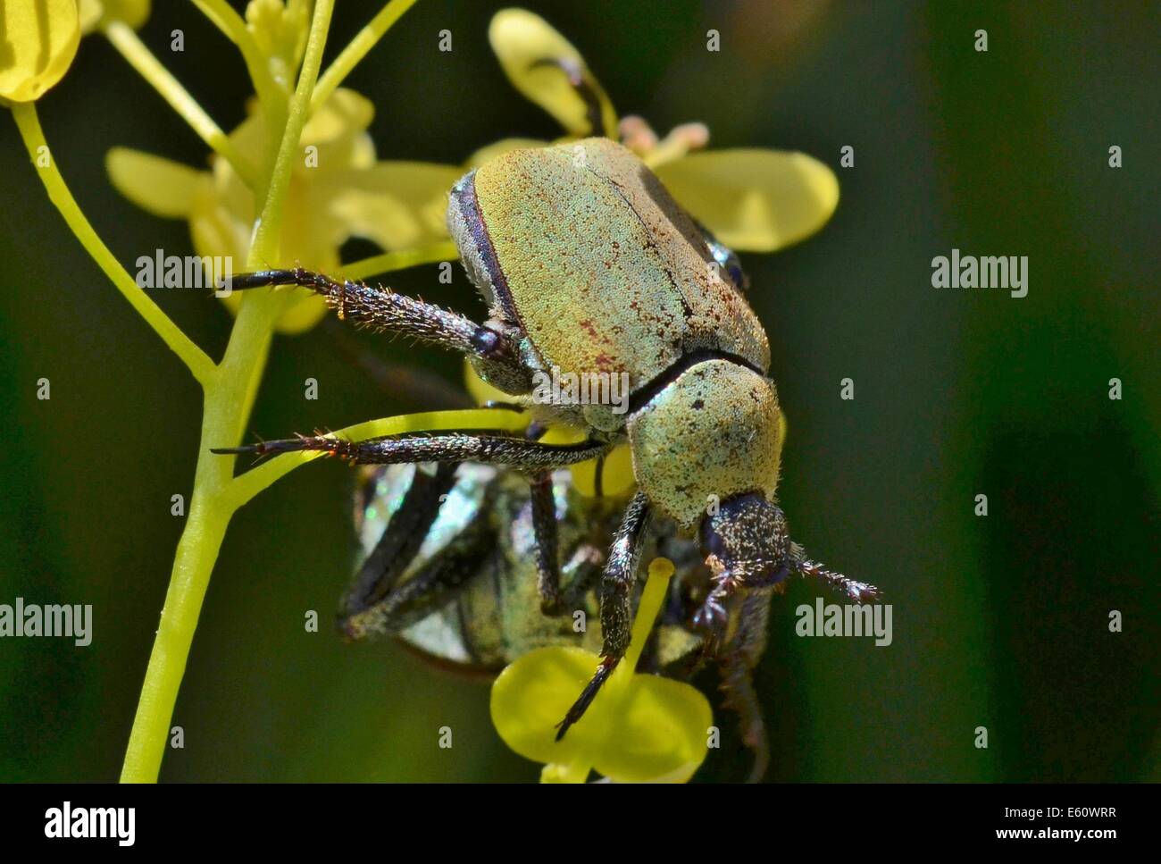 Hoplia argentea es una especie de escarabajo scarabaeid pertenecientes a la subfamilia Melolonthinae. Foto de stock