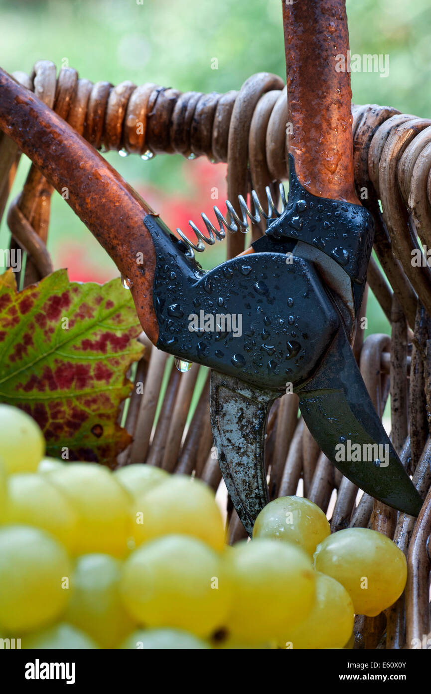 Concepto de la vendimia húmedo con uvas blancas y hojas en viñedos de uva tradicional francés del selector de cesta de mimbre y Secateurs Foto de stock