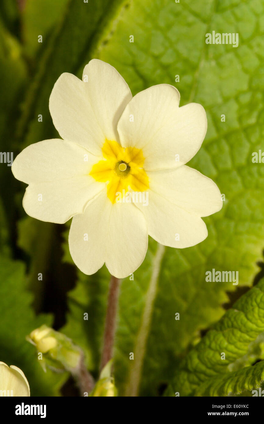 Cerca de la Primula vulgaris (primrose) sobre un fondo verde Foto de stock