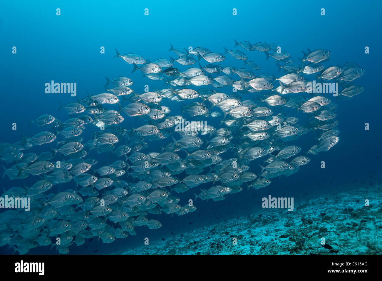 Azul (Trevallys Carangoides ferdau), pululan en el mar abierto, LHAVIYANI ATOLL, Maldivas, Océano Índico Foto de stock