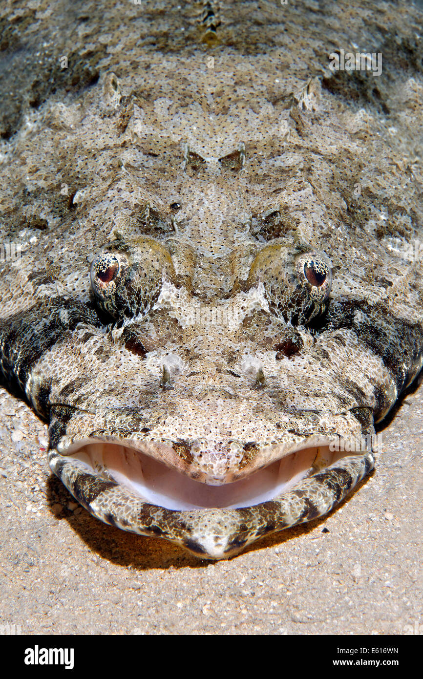 Tentáculos- (flathead Papilloculiceps longiceps), Makadi Bay, Mar Rojo, Hurghada, Egipto Foto de stock