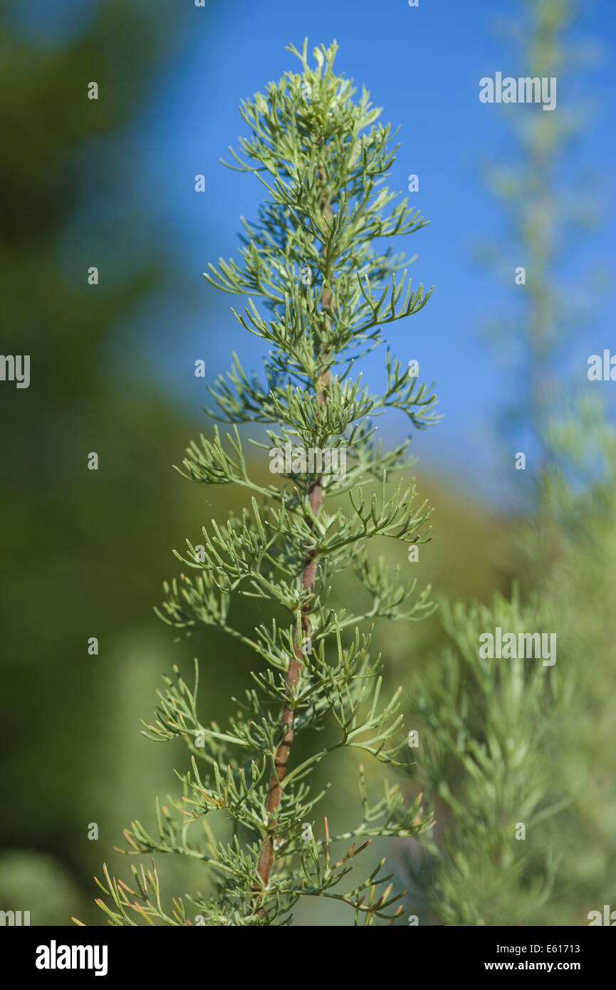 Ajenjo, Artemisia abrotanum sur Foto de stock