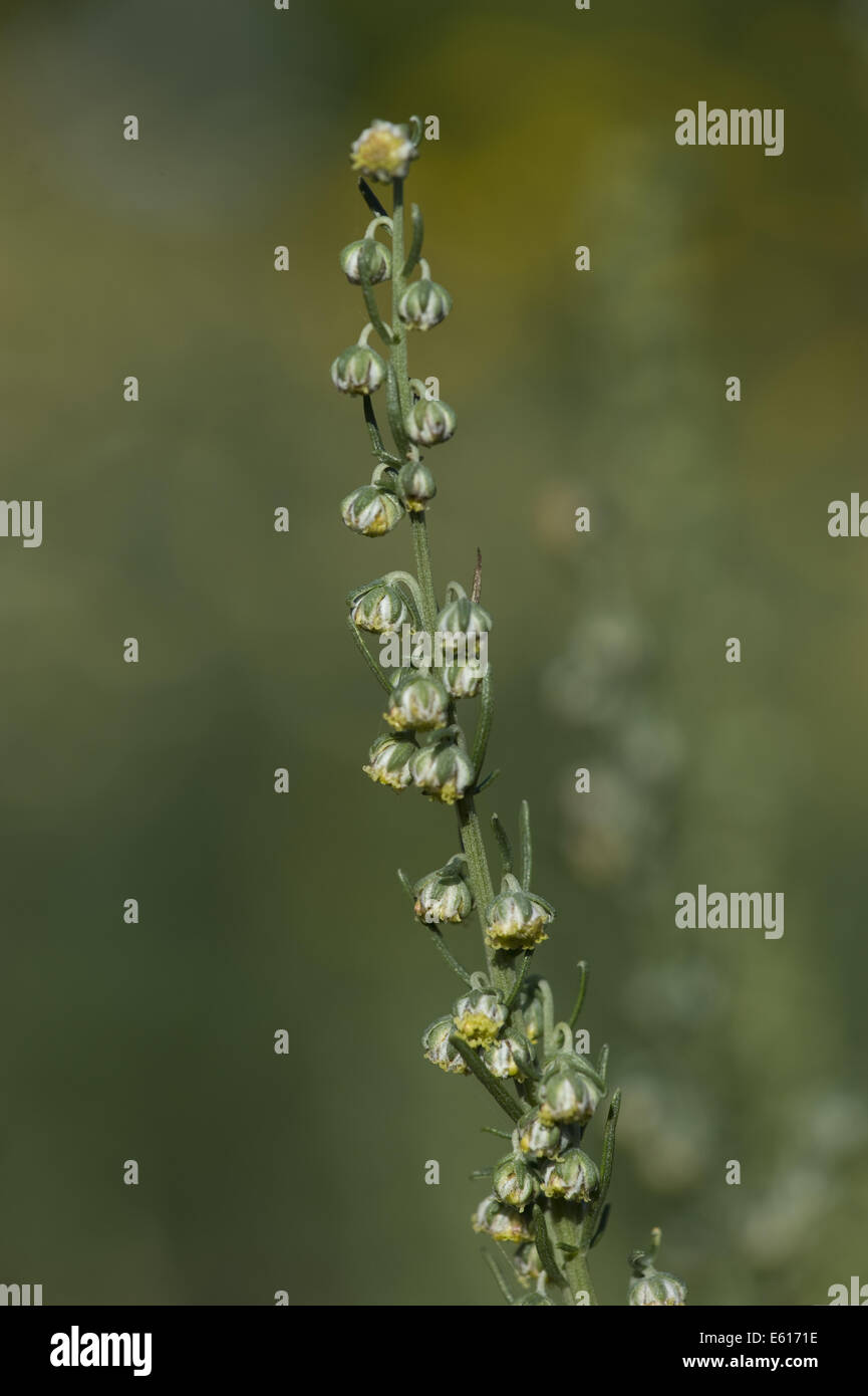 Blanco, ajenjo artemisia herba-ALBA Foto de stock