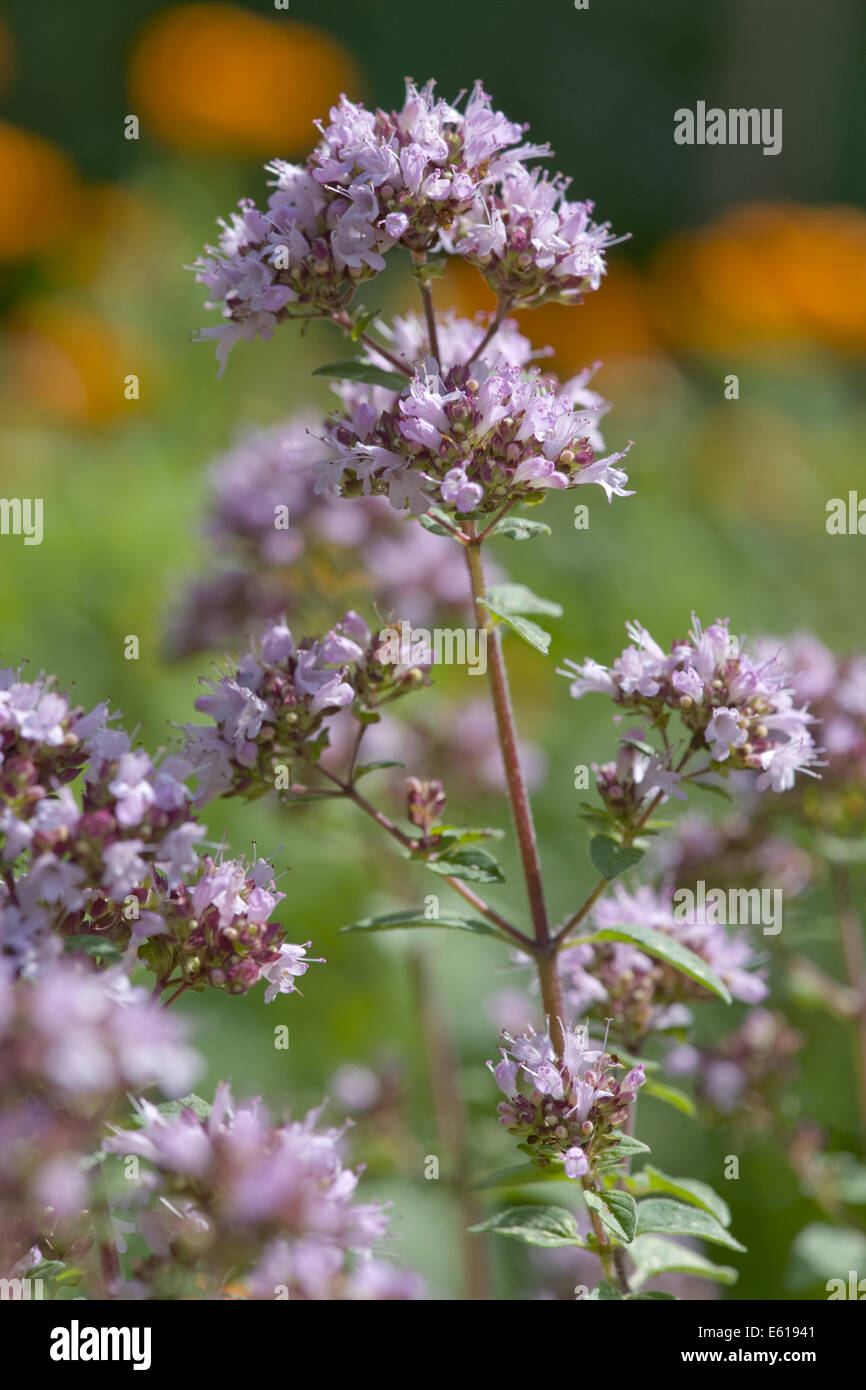 El orégano, Origanum vulgare Foto de stock