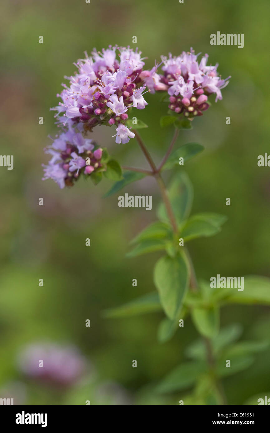 El orégano, Origanum vulgare Foto de stock