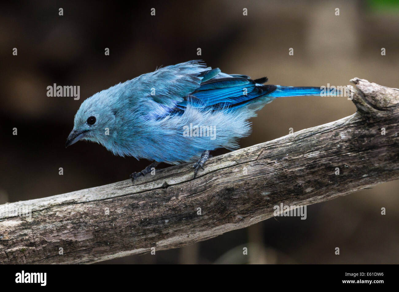 Tanager azul-gris de América del Sur Foto de stock